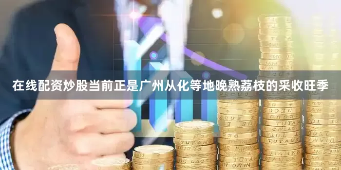 在线配资炒股当前正是广州从化等地晚熟荔枝的采收旺季